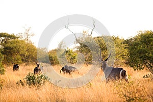 African Waterbuck in a South African wildlife reserve