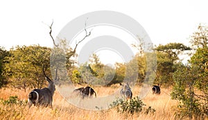 African Waterbuck in a South African wildlife reserve