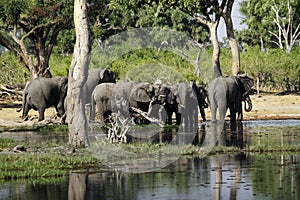 African Watering Hole