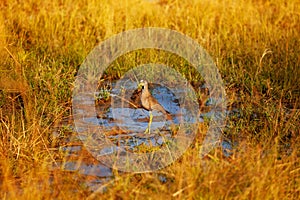 African Wattled Lapwing in Kenya natural landscape