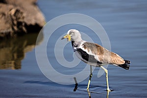 African Wattled Lapwing in Kruger National Park