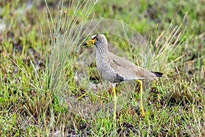 African wattled lapwing, Namibia safari, Africa wildlife