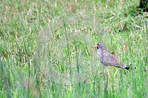 African wattled lapwing, Queen Elizabeth National Park, Uganda