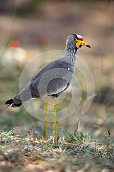 The African wattled lapwing or Senegal wattled plover Vanellus senegallus in the bush. A small African water bird with a red