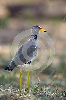 The African wattled lapwing or Senegal wattled plover Vanellus senegallus in the bush. A small African water bird with a red