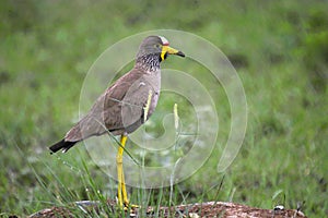 African wattled lapwing (Vanellus senegallus)