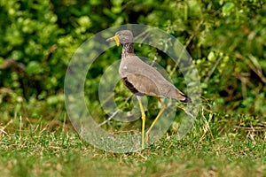 African wattled lapwing, Vanellus senegallus, also as the Senegal wattled plover, in the green vegetation, Queen Elizabeth NP,