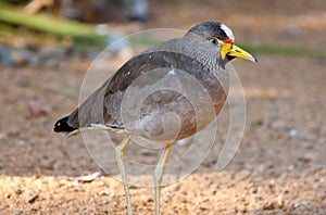 African wattled plover