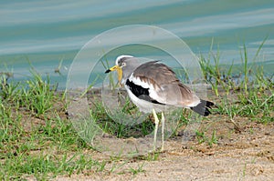 African Wattled Plover