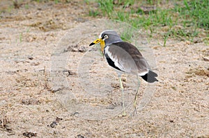 African Wattled Plover