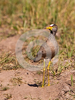 The African Wattled Plover