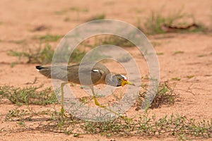 African Wattled Plover crouching