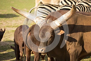 African Watusi cattle, Bos primigenius features large horns