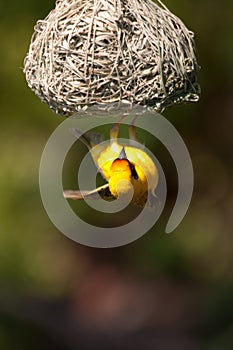 African Weaver