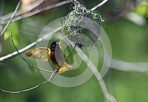 African weaver bird