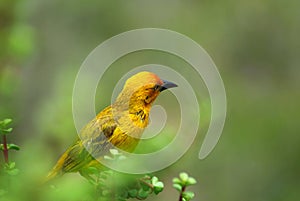 African Weaver Bird