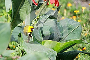 An African weaver perched on a plant