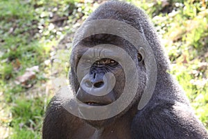 African western lowlands gorilla photo