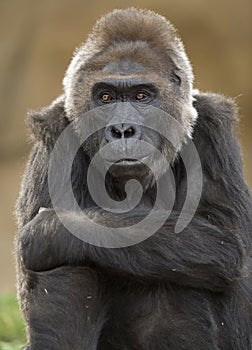 African western lowlands gorilla male juvenile 1