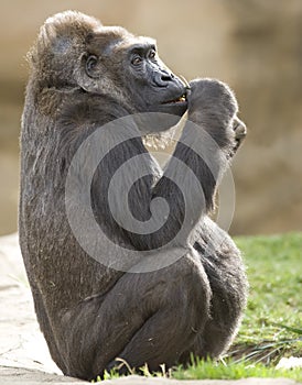 African western lowlands gorilla male juvenile 2 photo