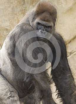 African western lowlands gorilla male silverback