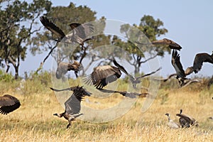 African White-backed Vulture