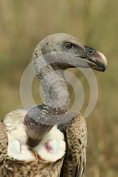 African white-backed vulture