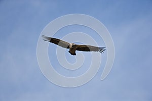African White Backed Vulture