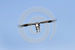 African White-backed Vulture on blue sky