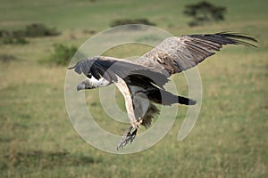 African white-backed vulture comes in to land