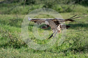 African white-backed vulture comes in to land