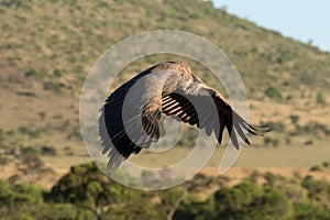 African white-backed vulture flies over grassy hillside