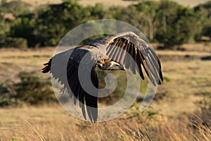 African white-backed vulture flies over long grass