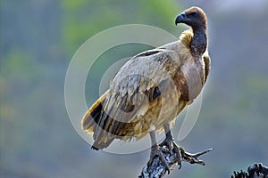 African White-backed Vulture (Gyps africanus)