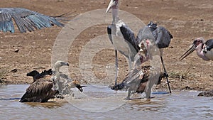African white-backed vulture, gyps africanus, Group standing in Water, having Bath, Marabou Stork, Leptoptilos crumeniferus , Nair