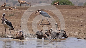 African white-backed vulture, gyps africanus, Group standing in Water, having Bath, Marabou Stork, Leptoptilos crumeniferus , walk