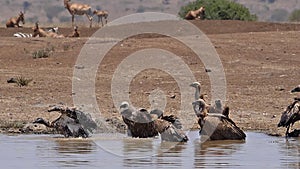 African white-backed vulture, gyps africanus, Group standing in Water, having Bath, Topi,Damaliscus korrigum, Nairobi Park in Keny