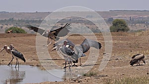 African white-backed vulture, gyps africanus, Group standing at the Water Hole, Marabou Stork, Leptoptilos crumeniferus , in fligh