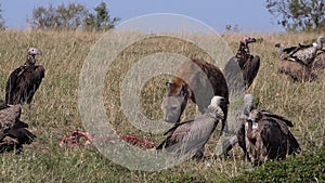 African white backed vulture, gyps africanus, lappet-faced vulture or nubian vulture, spotted hyena, crocuta crocuta, Group eating