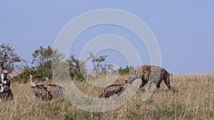 African White Backed Vulture, gyps africanus, Lappet-faced vulture or Nubian vulture, spotted Hyena, crocuta crocuta, Group eating