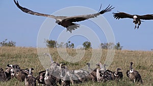 African White Backed Vulture, gyps africanus, Ruppell`s Vulture, gyps rueppelli, Group eating on Carcass, Masai Mara Park in Kenya