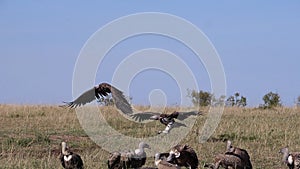 African White Backed Vulture, gyps africanus, Ruppell`s Vulture, gyps rueppelli, Lappet-faced vulture or Nubian vulture, torgos tr
