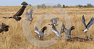 African White Backed Vulture, gyps africanus, Ruppell\'s Vulture, gyps rueppelli, Lappet Faced Vulture, torgos tracheliotus,