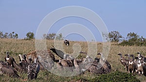 African White Backed Vulture, gyps africanus, Ruppell`s Vulture, gyps rueppelli, spotted Hyena, crocuta crocuta, Group eating on
