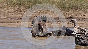 African white-backed vulture, gyps africanus, Ruppell`s Vulture, gyps rueppellii, Group standing in Water, having Bath, Nairobi P