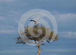 African White-backed Vulture landing