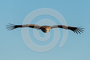 African white-backed vulture soars in blue sky