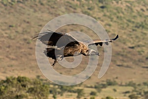 African white-backed vulture soars over grassy hillside