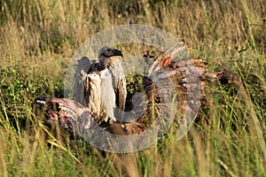 African white-backed vulture stands by animal carcase