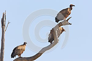 African White Backed Vultures